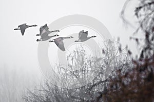 Early Morning Flight of Canada Geese Flying Above Foggy Marsh