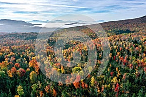 Early morning fog and foliage