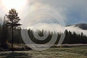 Early morning fog over field and forest