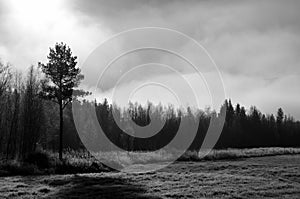 Early morning fog over field and forest