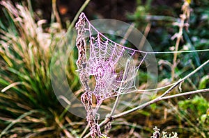 Early morning in the forest. The cobweb is covered with frost. B