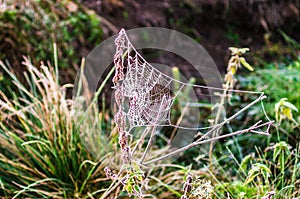 Early morning in the forest. The cobweb is covered with frost. B