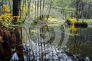 Early morning in the forest near swamp