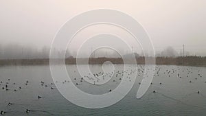 Early morning forg on lake with birds on a lake flying
