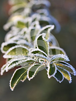 Early morning frost