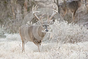 Early morning frost on big whitetail buck