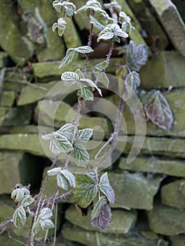 EARLY MORNING FROST ON BRAMBLES WALL photo