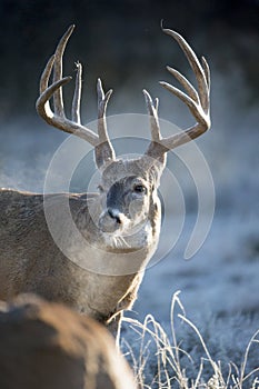 Early morning frost breath of Whitetail Buck