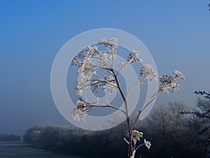 Early morning frost on a plant