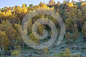 Early morning frost scenery in Shiga Kogen in autumn.