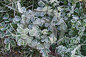 Early morning frozen hoarfrost grass in early autumn morning. Fr