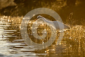 An early morning golden sunset photograph of a backlit white Egret