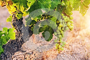 Early morning on the grape farm