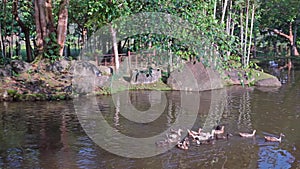 Early of the morning ,a group of ducks swimming in the pond