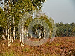 Early morning on the heathland. Amazing violet color of heather flower.