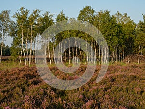 Early morning on the heathland. Amazing violet color of heather flower.