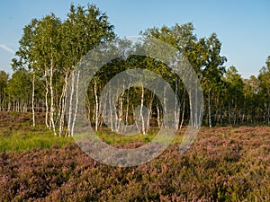 Early morning on the heathland. Amazing violet color of heather flower.