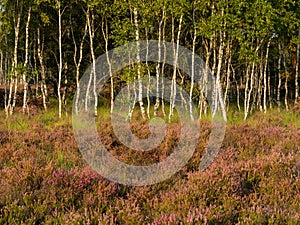 Early morning on the heathland. Amazing violet color of heather flower. Forest in the background.