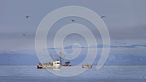 Early morning herring fishing on the ocean water large and small boats surrounded by sea birds.