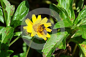 Honey Bee sips nectar from a small yellow wildflower in Krabi, Thailand