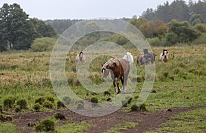 Early in the morning, horses graze freely in the rain