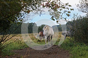 Early in the morning, horses graze freely in the rain