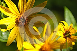 An Early-Morning Image of Jerusalem Artichoke Blossoms - Helianthus tuberosus