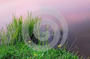 Early morning lake water pink green grass near the shore passion