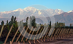 Early morning in the late autumn vineyard, Mendoza