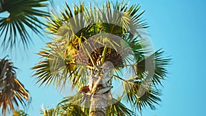 In the early morning light a palm tree stands tall and proud with a of bird nests visible in its upper branches. The