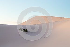 Early morning light on sand dunes