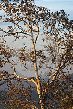 Early morning light on tree at Satpura mountains view from Bhimkund point Chikhaldara
