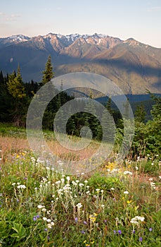 Early Morning Light Wildflower Meadow Olympic Mountains Hurricane Ridge