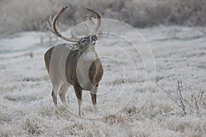 Early morning Lip curl displayed by massive heavy racked whitetail buck