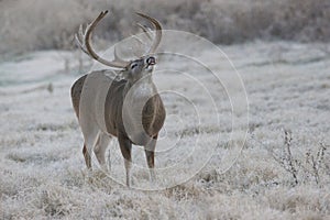 Early morning Lip curl displayed by massive heavy racked whitetail buck photo
