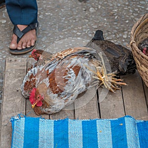 Early morning market in Luang Phabang. Laos