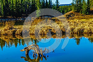 Early morning at McLean Creek