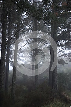 Early morning mist in a waikato forest in New Zealand