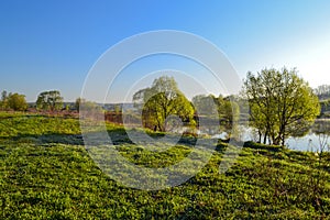 Early morning near the lake. Low trees. The dew on the grass.