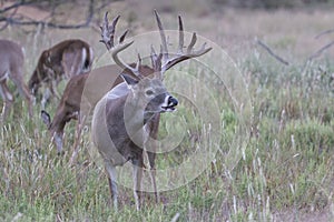 Early morning non-typical whitetail buck