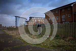 An early morning opportunist