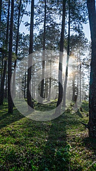 An early morning in a pineforest at Dalat, Vietnam.