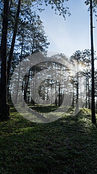 An early morning in a pineforest at Dalat, Vietnam. photo