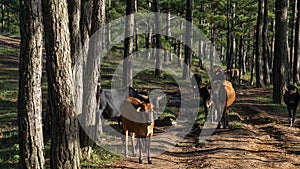 An early morning in a pineforest at Dalat, Vietnam. photo