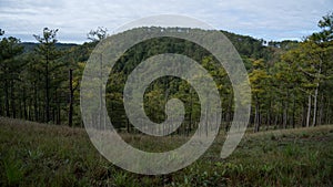 An early morning in a pineforest at Dalat, Vietnam. photo