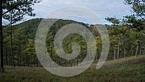 An early morning in a pineforest at Dalat, Vietnam. photo