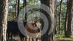 An early morning in a pineforest at Dalat, Vietnam. photo