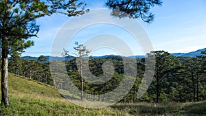 An early morning in a pineforest at Dalat, Vietnam. photo