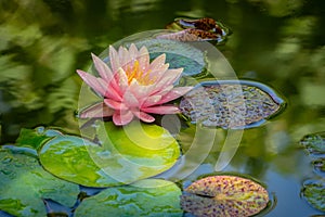 Early morning of pink water lily or lotus flower in the pond. Nymphaea Perrys Orange Sunset with soft blurred background