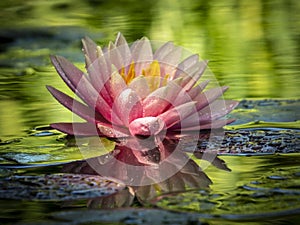 Early morning of pink water lily `Perry`s Orange Sunset`